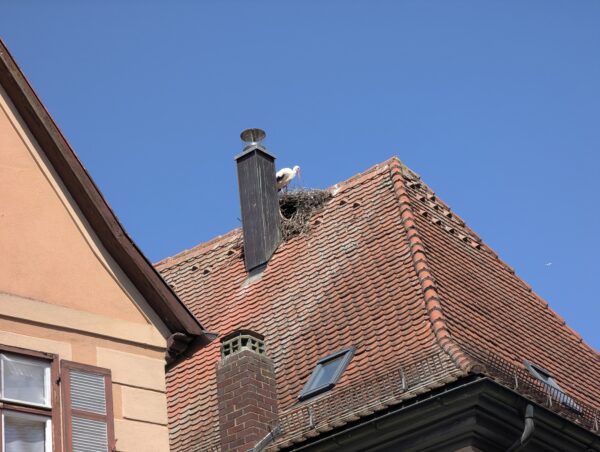 Bilder eines Storchs in Dinkelsbühl